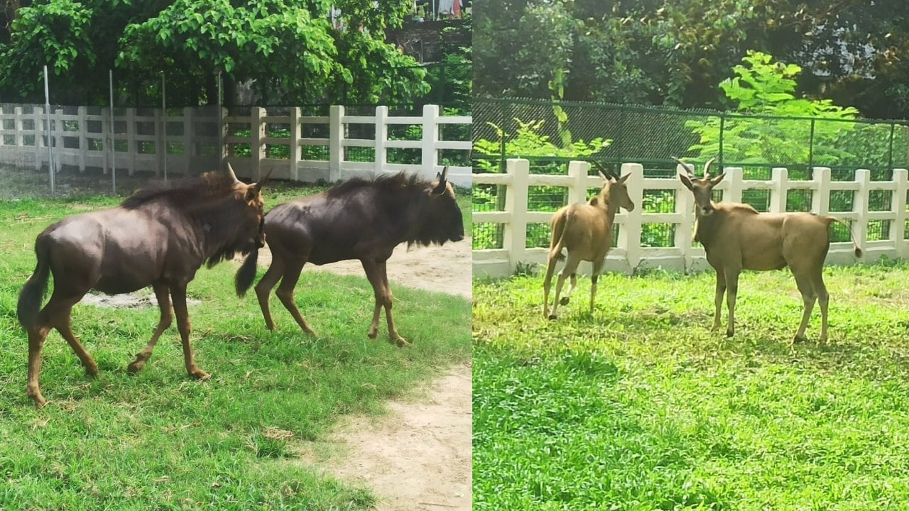 জাতীয় চিড়িয়াখানায় যুক্ত হলো নতুন ৪ অতিথি