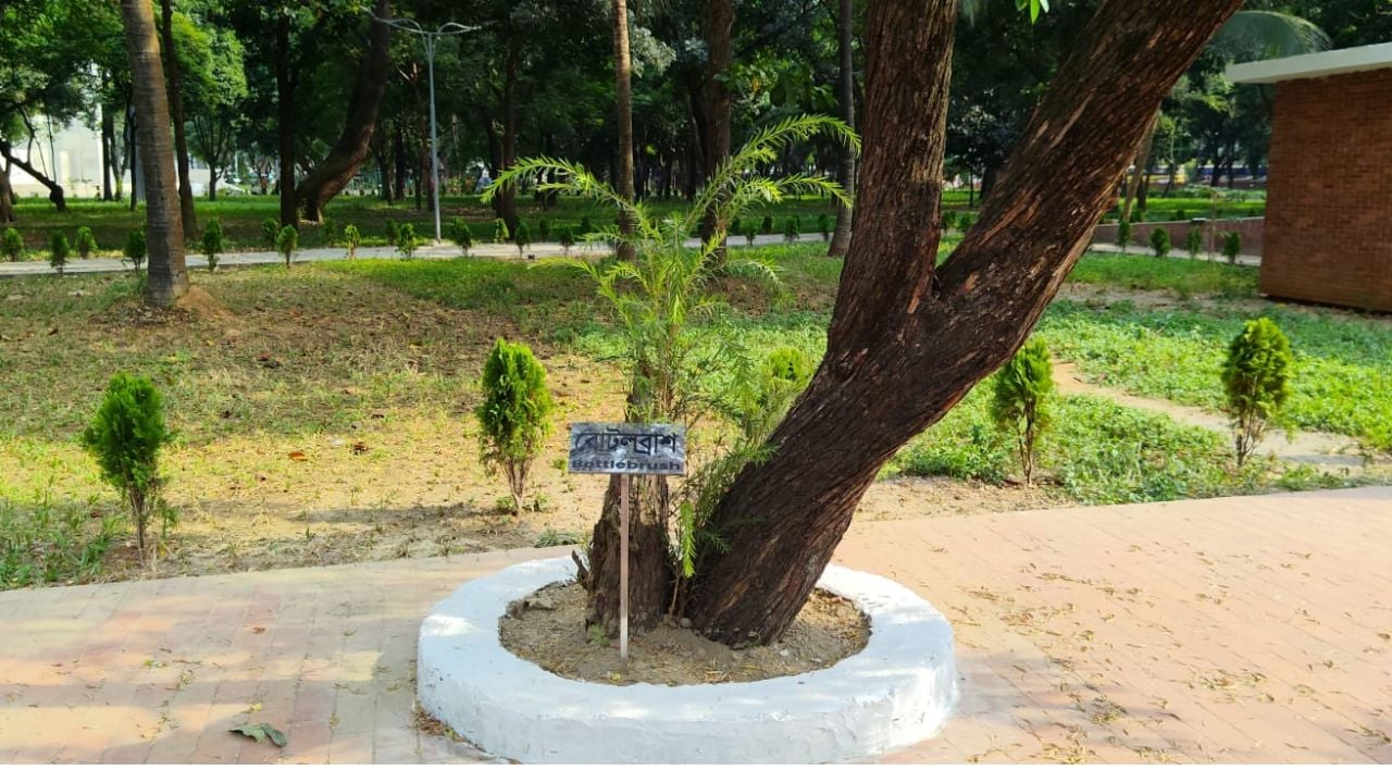সৌন্দর্যবর্ধনে ওসমানী উদ্যানে বিভিন্ন প্রজাতির গাছের চারা লাগানো হয়েছে। ছবি: সিটিজেন জার্নাল টোয়েন্টিফোর