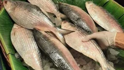 ভারতীয় ইলিশ আমদানি বন্ধ ঘোষণা