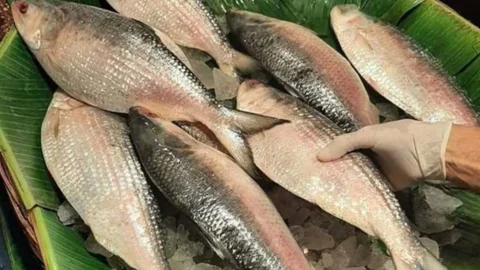প্রথমবারের মতো বাংলাদেশে ইলিশ রপ্তানি ভারতের