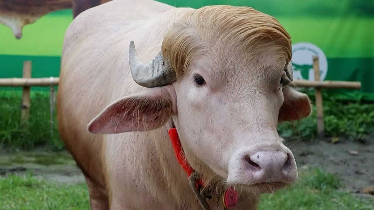 আবারও বিশ্ব গণমাধ্যমে সেই ‘ডোনাল্ড ট্রাম্প’
