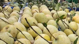 যে বাজারে এখনো মিলছে ৬ জাতের আম