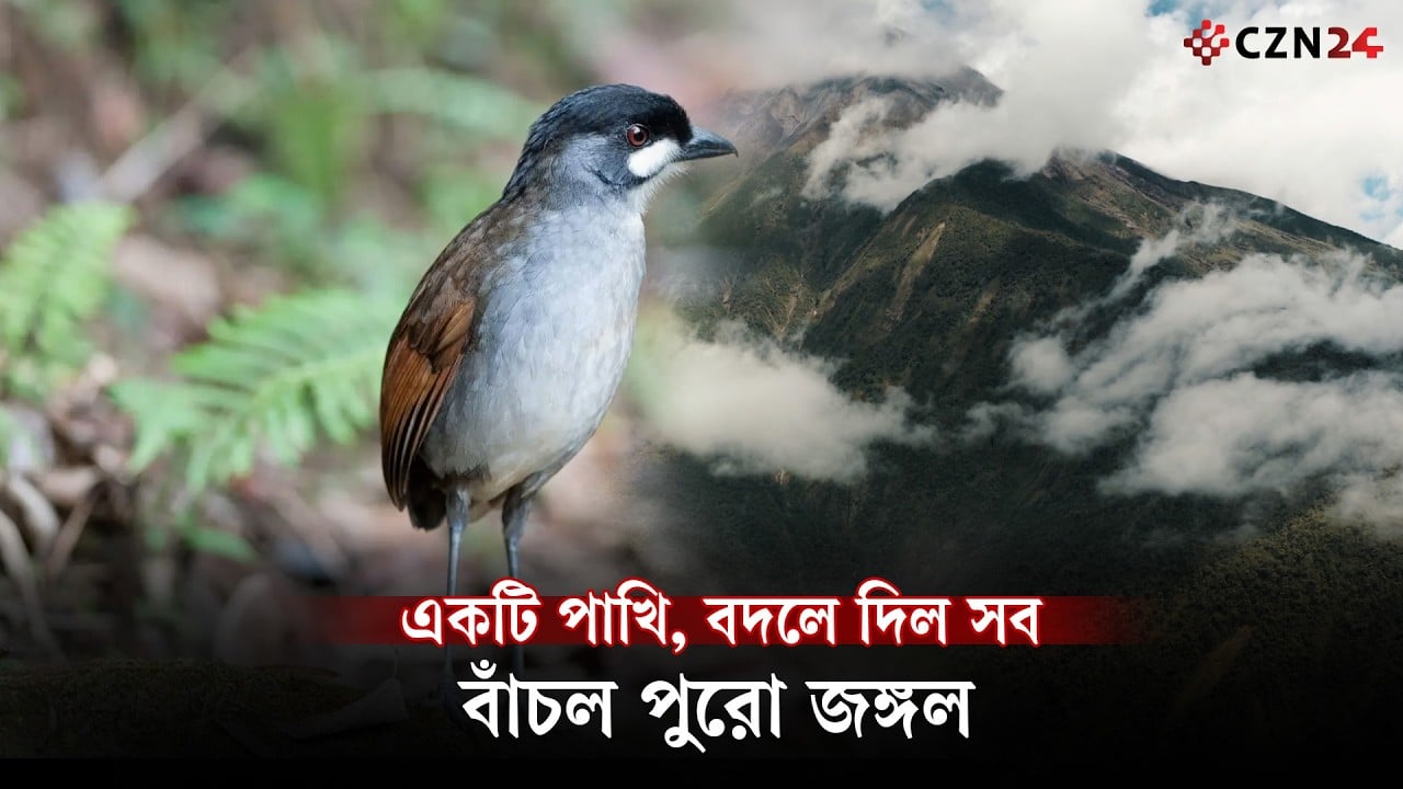একটি পাখির জন্য বাঁচল পুরো জঙ্গল! ইকুয়েডরের অবিশ্বাস্য গল্প