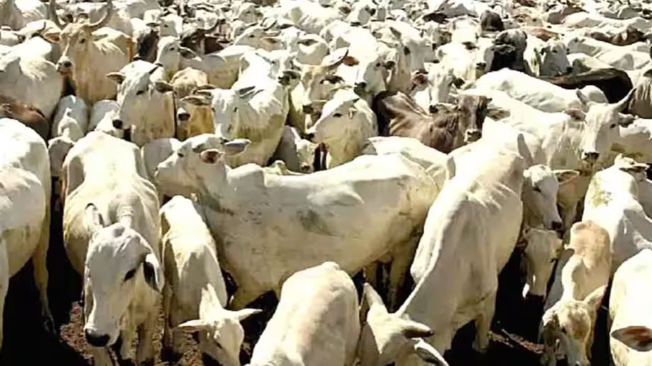 ভারতে সরকারিভাবে গোমূত্র কেনা শুরু, লিটার প্রতি ১০ রুপি