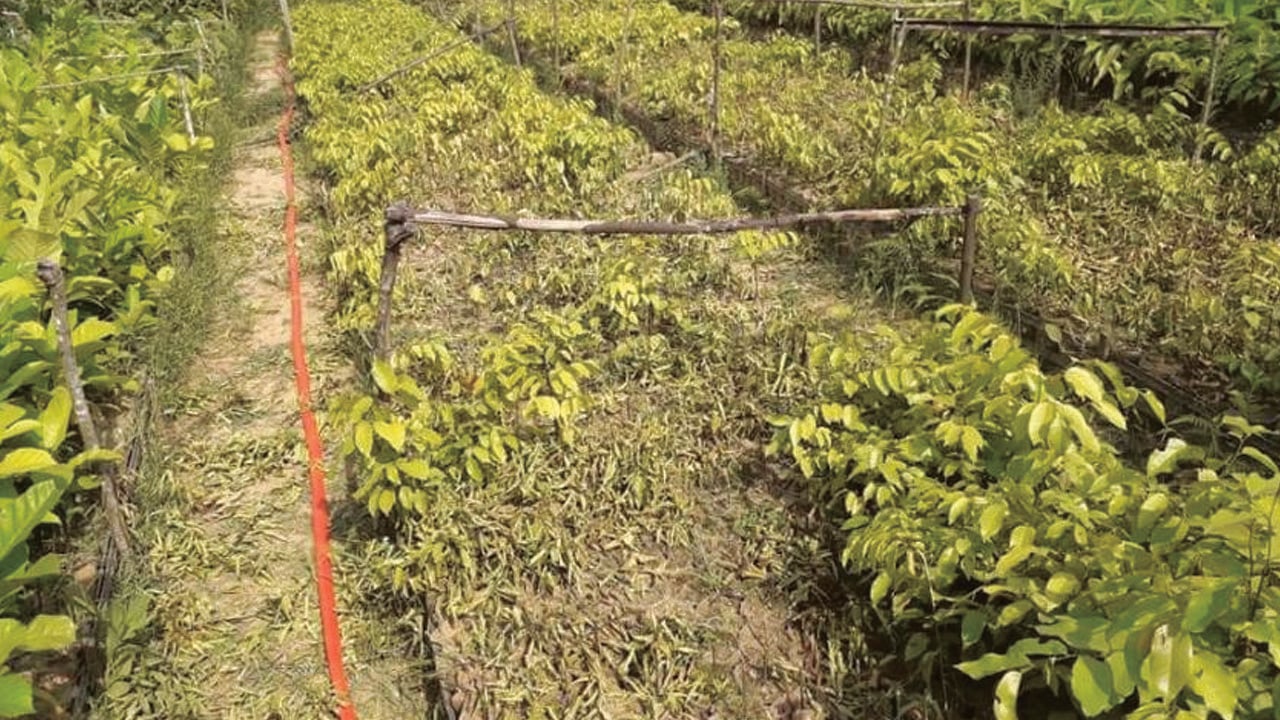 বিষ দিয়ে মারা হলো বন বিভাগের ১০ হাজার চারা