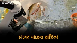 চাষের মাছেও প্লাস্টিক! গবেষণায় মিলল ভয়ংকর তথ্য