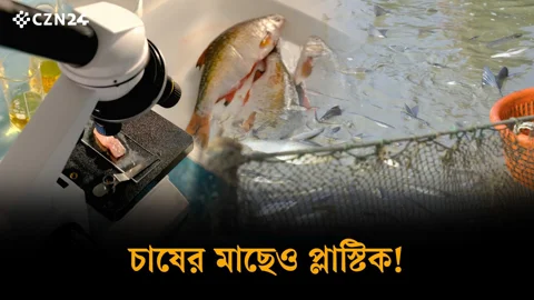চাষের মাছেও প্লাস্টিক! গবেষণায় মিলল ভয়ংকর তথ্য