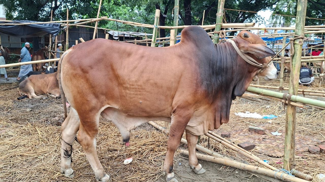রাজধানীর পথে পথে চলছে পশু কোরবানি