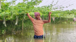 ঘেরে মাছ, পাড়ে সবজি: বদলে যাচ্ছে সাতক্ষীরার কৃষকদের চাষাবাদ