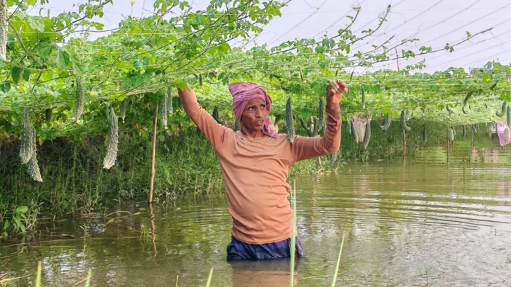 ঘেরে মাছ, পাড়ে সবজি: বদলে যাচ্ছে সাতক্ষীরার কৃষকদের চাষাবাদ