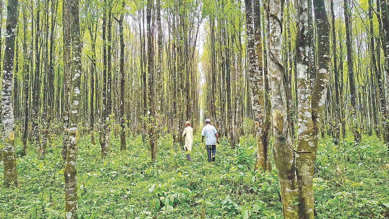 গারো পাহাড়ে আগরের সুবাস