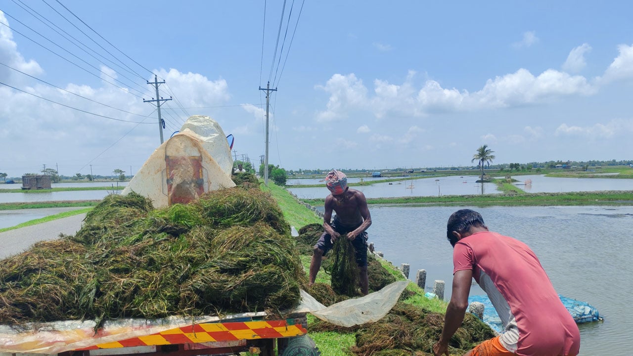 শ্যাওলা বিক্রি করে চলে সংসার