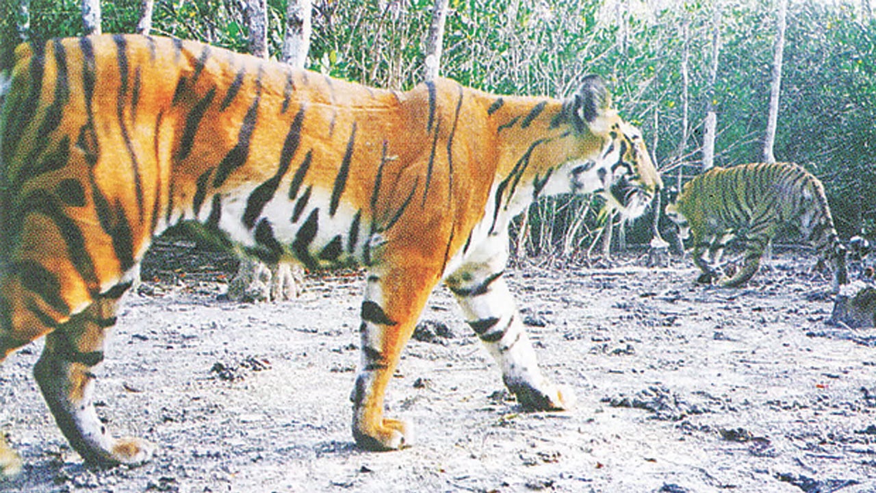 শরণখোলা রেঞ্জের কচিখালী অভয়ারণ্য কেন্দ্রের টাইগার পয়েন্ট এলাকায় বাঘের দেখা মিললো