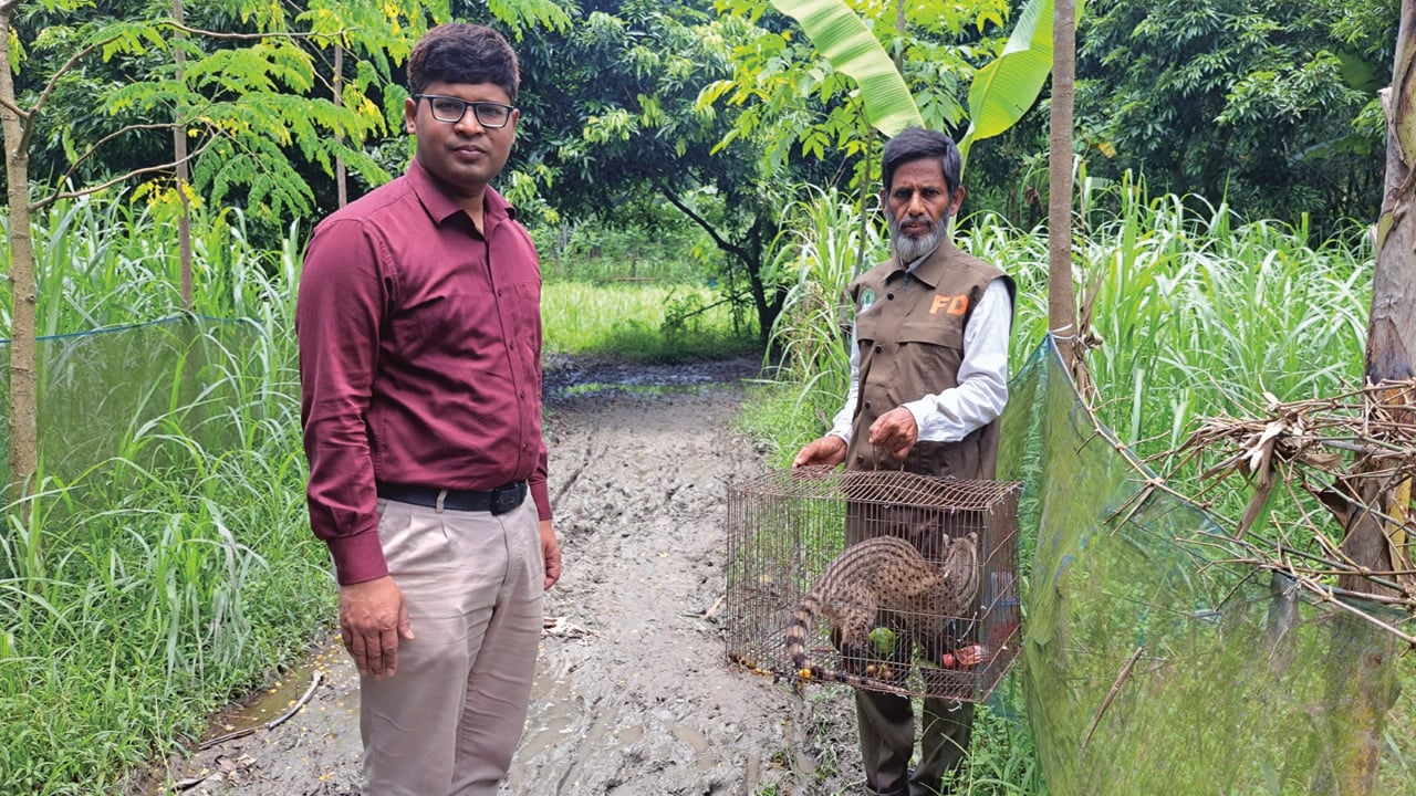 ফাঁদে আটকে পড়া গন্ধগোকুল অবমুক্ত 