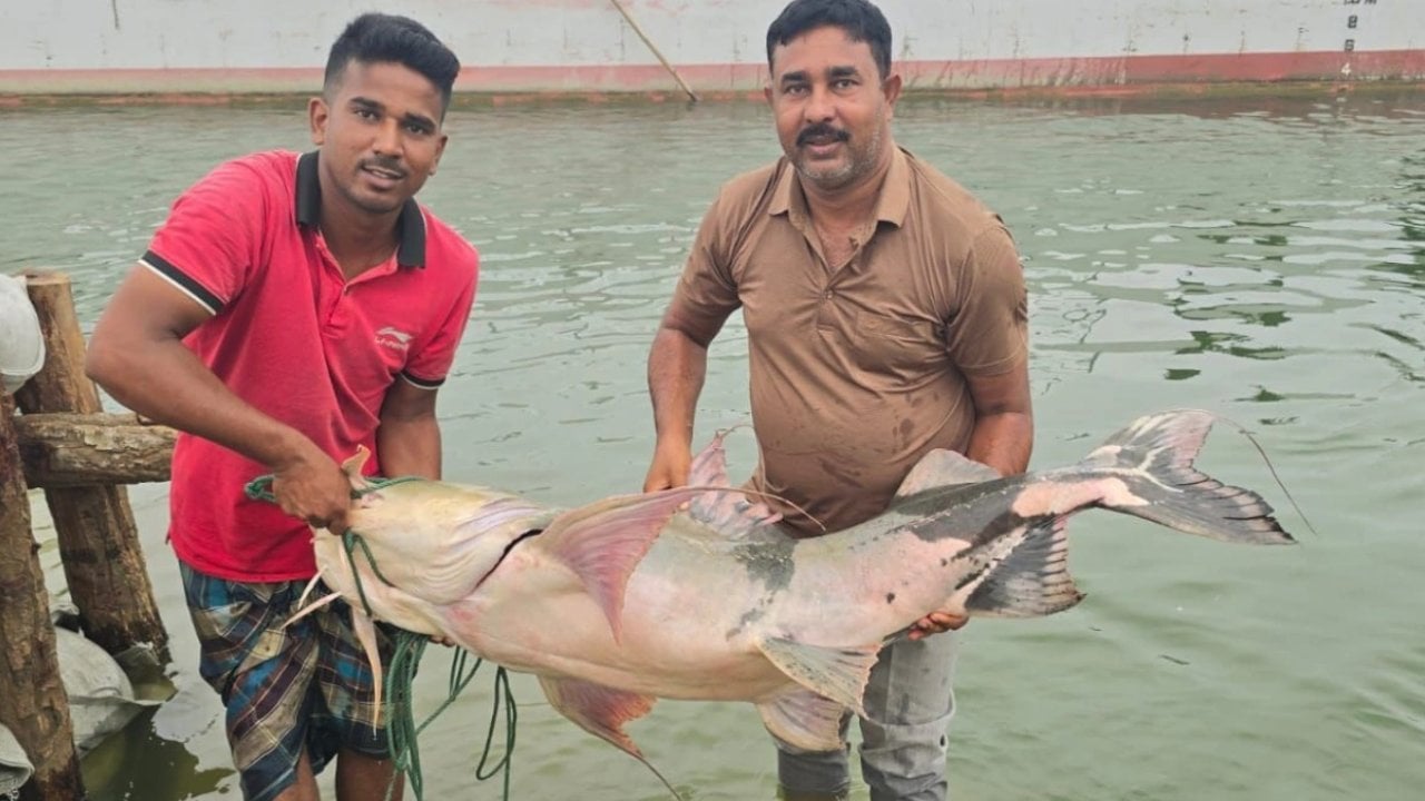 পদ্মার এক বাঘাইড় ৬৬ হাজার টাকায় বিক্রি