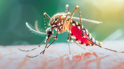 ডেঙ্গুতে মৃত্যু গত বছরকে ছাড়িয়ে গেলো