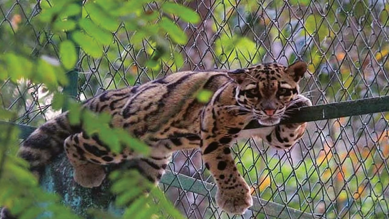 ডুলাহাজরা সাফারি পার্কে বন্দি থাকে প্রাণী
