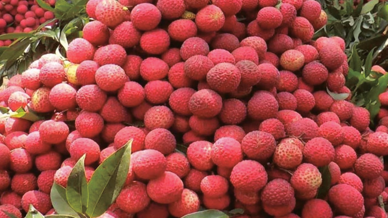 হাঁড়িভাঙা আমের পর আশা জাগাচ্ছে হাঁড়িয়া লিচু