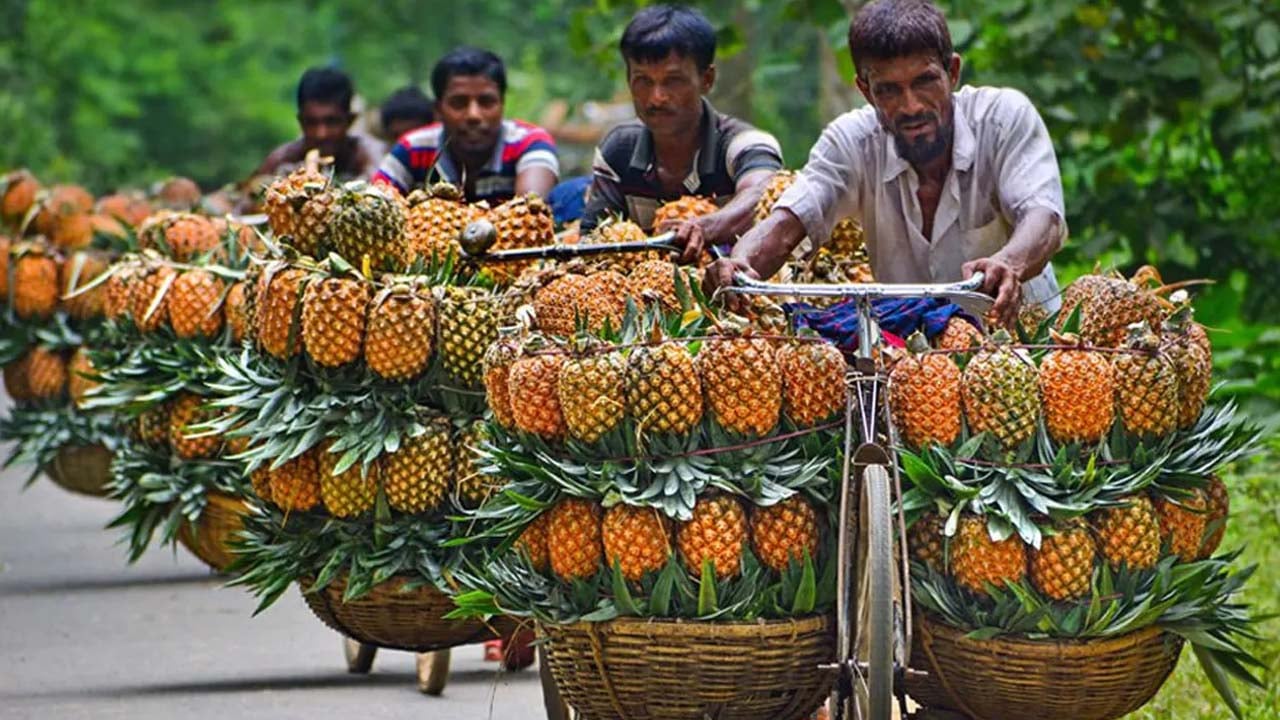 রাসায়নিক ব্যবহারে স্বাদ হারাচ্ছে মধুপুরের আনারস, কমছে বিক্রি