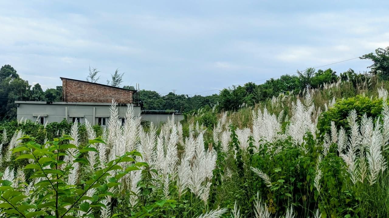 বিশ্ববিদ্যালয়ের কেন্দ্রীয় মাঠসংলগ্ন টিলায় ফোটা কাশফুল। ছবি: সিজেডএন টোয়েন্টিফোর