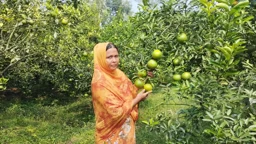 মাল্টা চাষে সচ্ছলতার স্বপ্ন