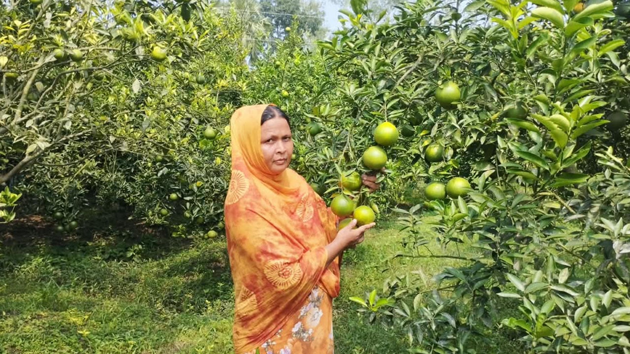 মাল্টা চাষে সচ্ছলতার স্বপ্ন