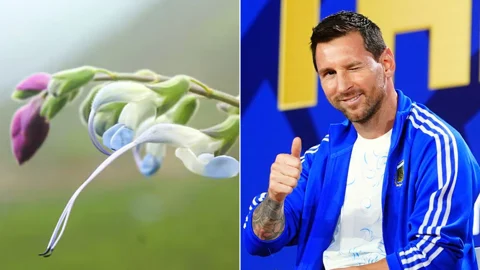 মেসির নামে ফুল