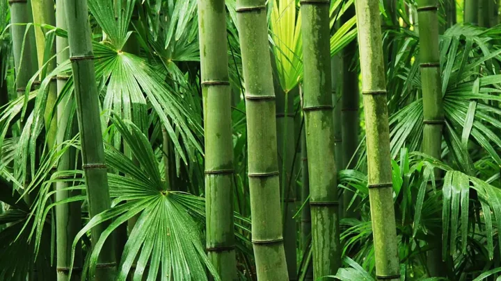 আজ বিশ্ব বাঁশ দিবস