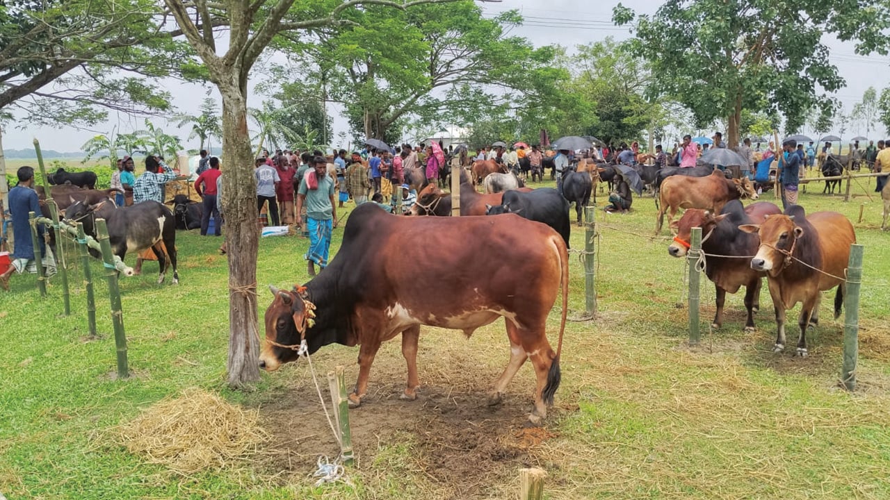 ফসলের ক্ষতির প্রভাব কোরবানির হাটে, দামে হতাশ খামারিরা