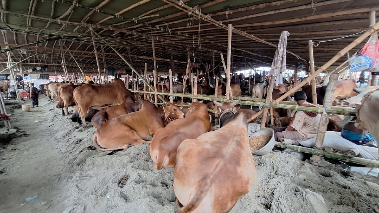 এখনো মন্থর পশুর হাট, কাল থেকে বাড়তে পারে ক্রেতা