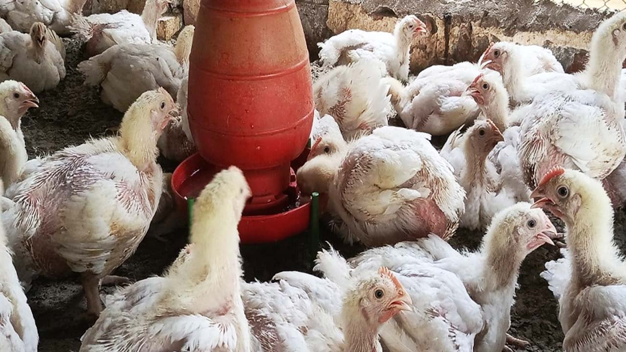 লোডশেডিংয়ে বিপাকে পোলট্রি খামারি, বাড়ছে উৎপাদন খরচ