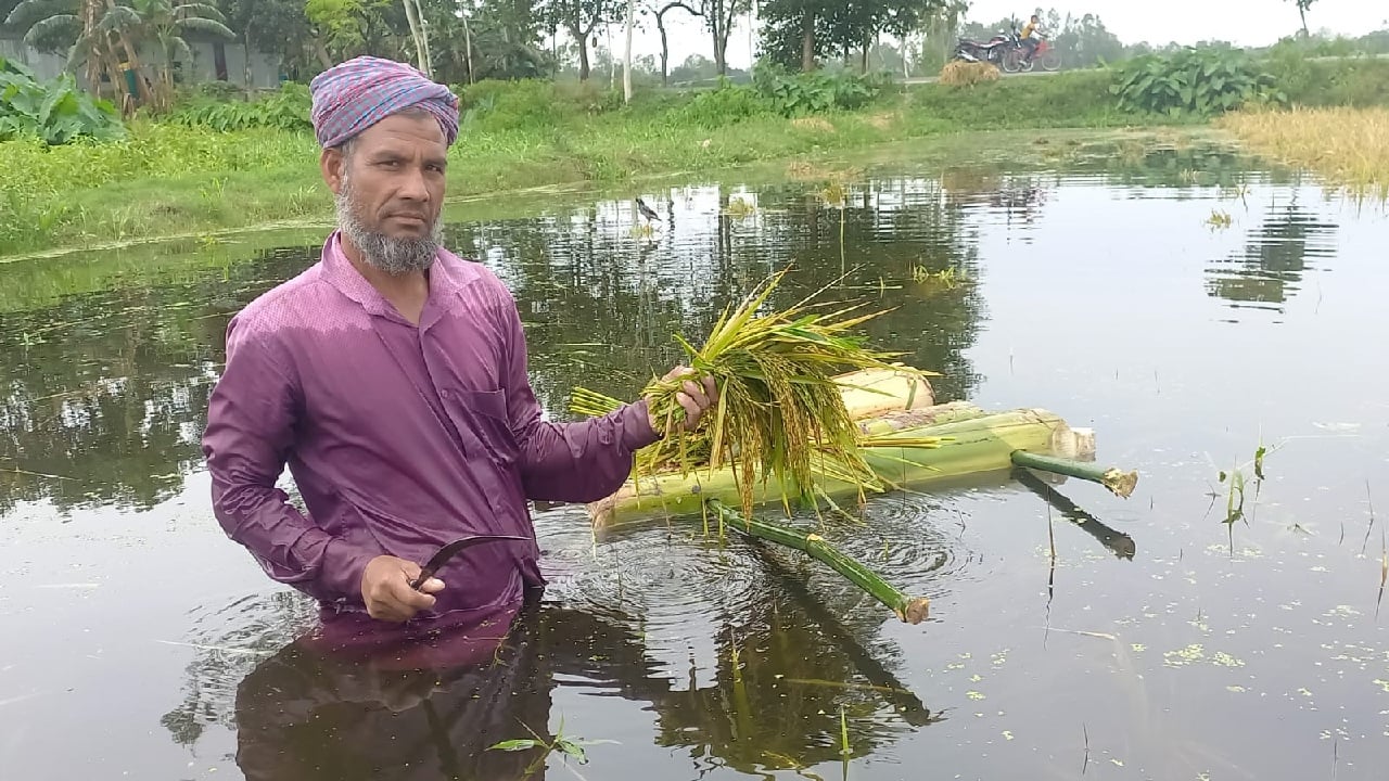 বৃষ্টির পানিতে ভাসছে পাকাধান