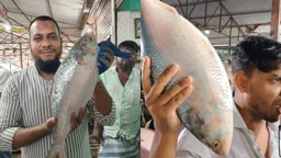 এক ইলিশ বিক্রি হলো ১১ হাজার টাকায়