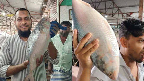 এক ইলিশ বিক্রি হলো ১১ হাজার টাকায়