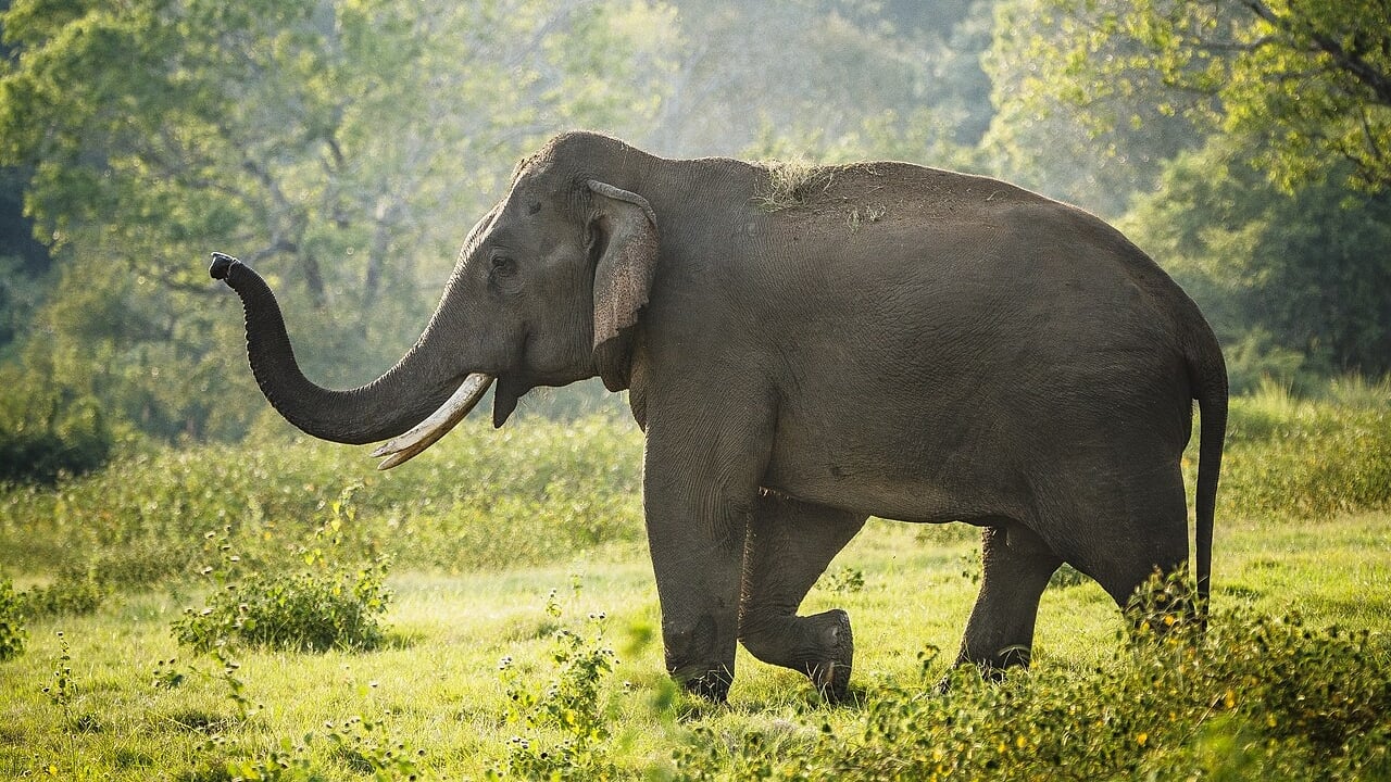 হাতির শুঁড়কে কেন প্রকৃতির বিস্ময় বলা হয়