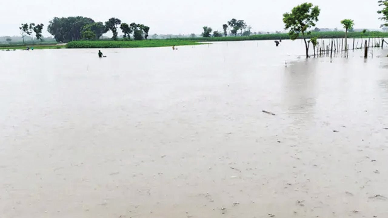 চুয়াডাঙ্গায় পানিতে ভেসে গেছে ফসলের মাঠ