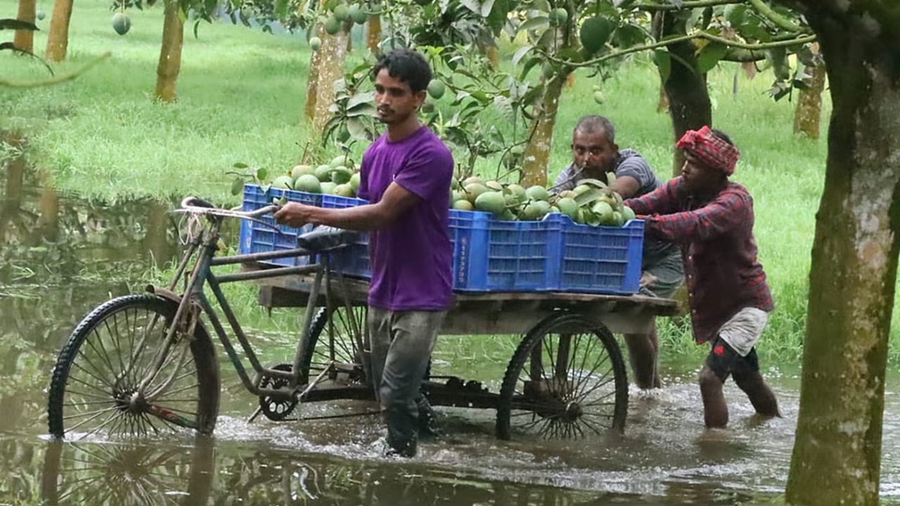 রংপুরের গর্ব হাঁড়িভাঙা আম