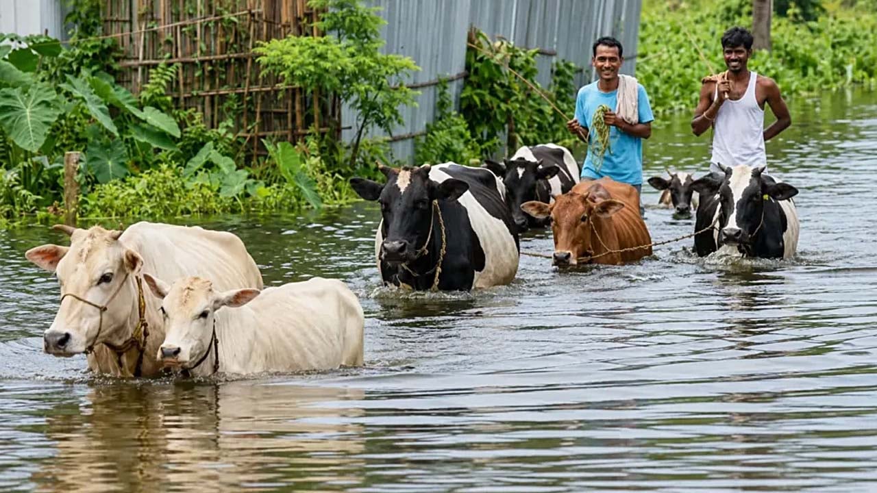 চট্টগ্রামে বন্যায় ১ লাখ ১২ হাজারেরও বেশি প্রাণির মৃত্যু