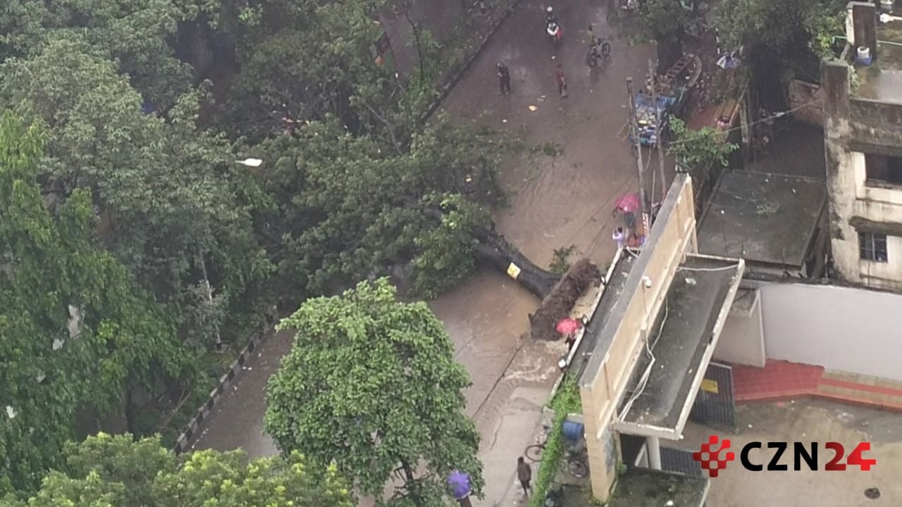 টানা বৃষ্টিতে আজিমপুর সরকারি কলোনির সামনের রাস্তায় একটি গাছ উপড়ে পড়ে। ছবি সিজেডএন টোয়েন্টিফোর