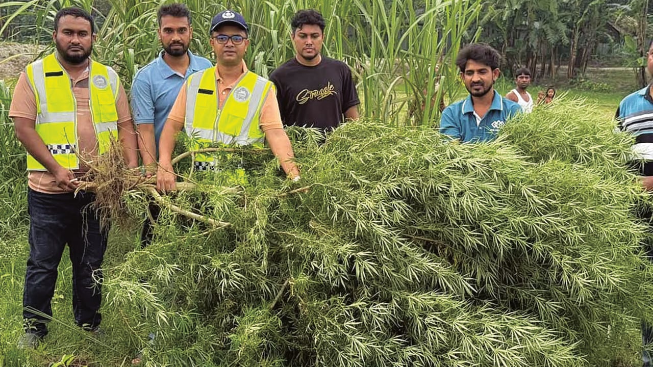 মরিচ খেতে ১০ ফুট উঁচু গাঁজা গাছ