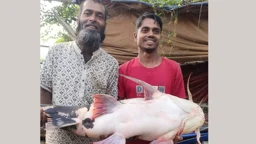 পদ্মায় ধরা পড়লো ২৪ কেজির বাঘাড়, ৩৮ হাজার ৪০০ টাকায় বিক্রি
