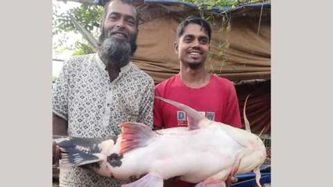 পদ্মায় ধরা পড়লো ২৪ কেজির বাঘাড়, ৩৮ হাজার ৪০০ টাকায় বিক্রি