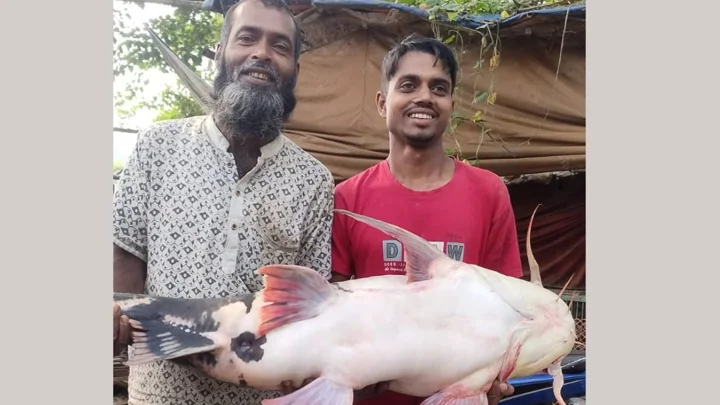 পদ্মায় ধরা পড়লো ২৪ কেজির বাঘাড়, ৩৮ হাজার ৪০০ টাকায় বিক্রি