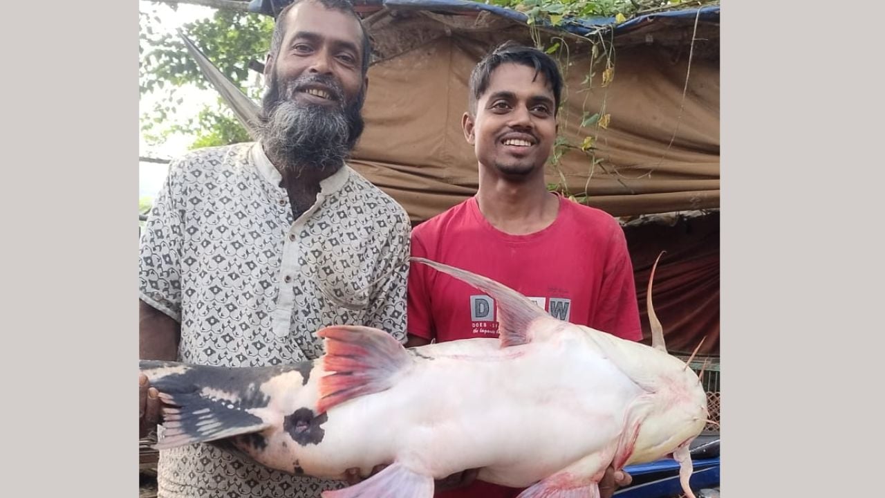 পদ্মায় ধরা পড়লো ২৪ কেজির বাঘাড়, ৩৮ হাজার ৪০০ টাকায় বিক্রি