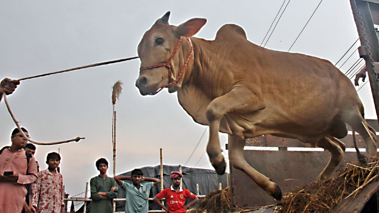 জমতে শুরু করেছে গাবতলী হাট