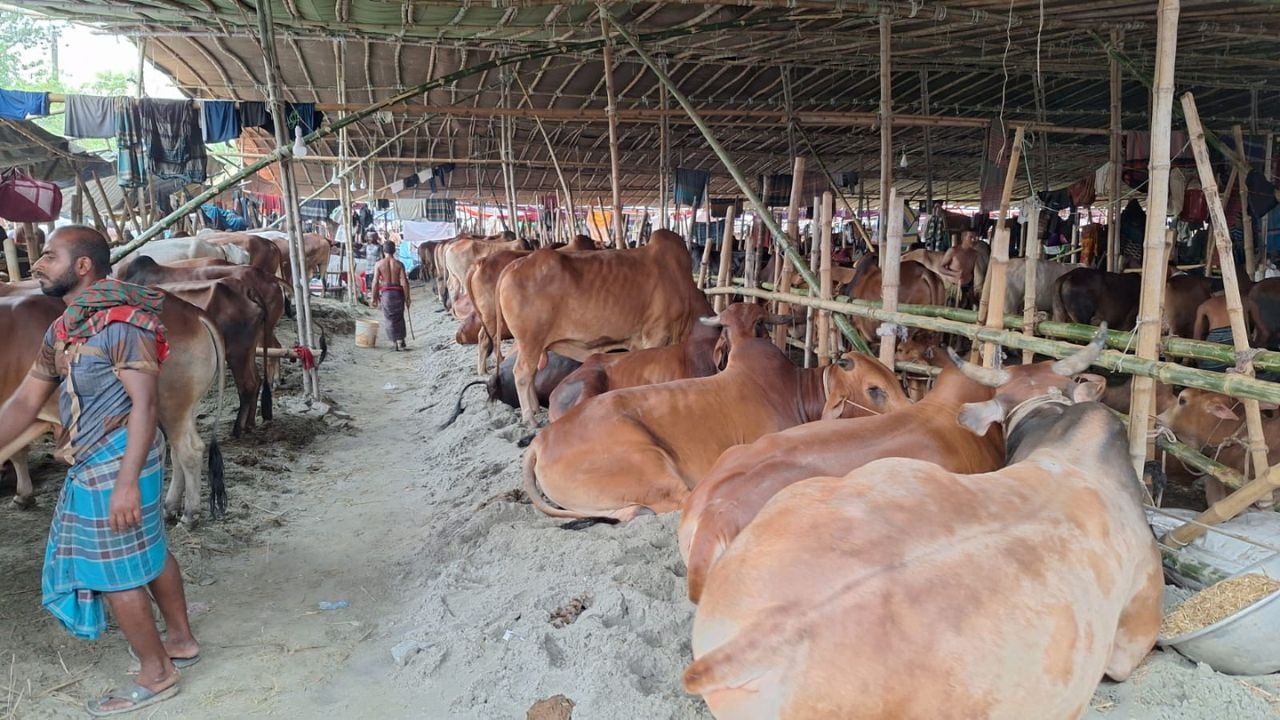 রাজধানীর হাটে গরুর সরবরাহ বাড়লেও কম ক্রেতা, দাম কেমন