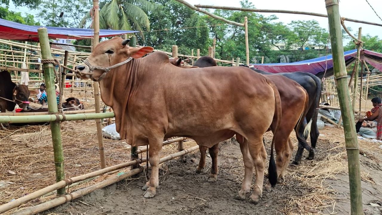 লোকসান এড়াতে কম লাভে গরু-ছাগল বিক্রি 