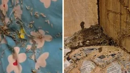 উইপোকার উপদ্রবে মধ্যরাতে সার্কিট হাউস ছাড়লেন বিরোধীদলীয় উপনেতা