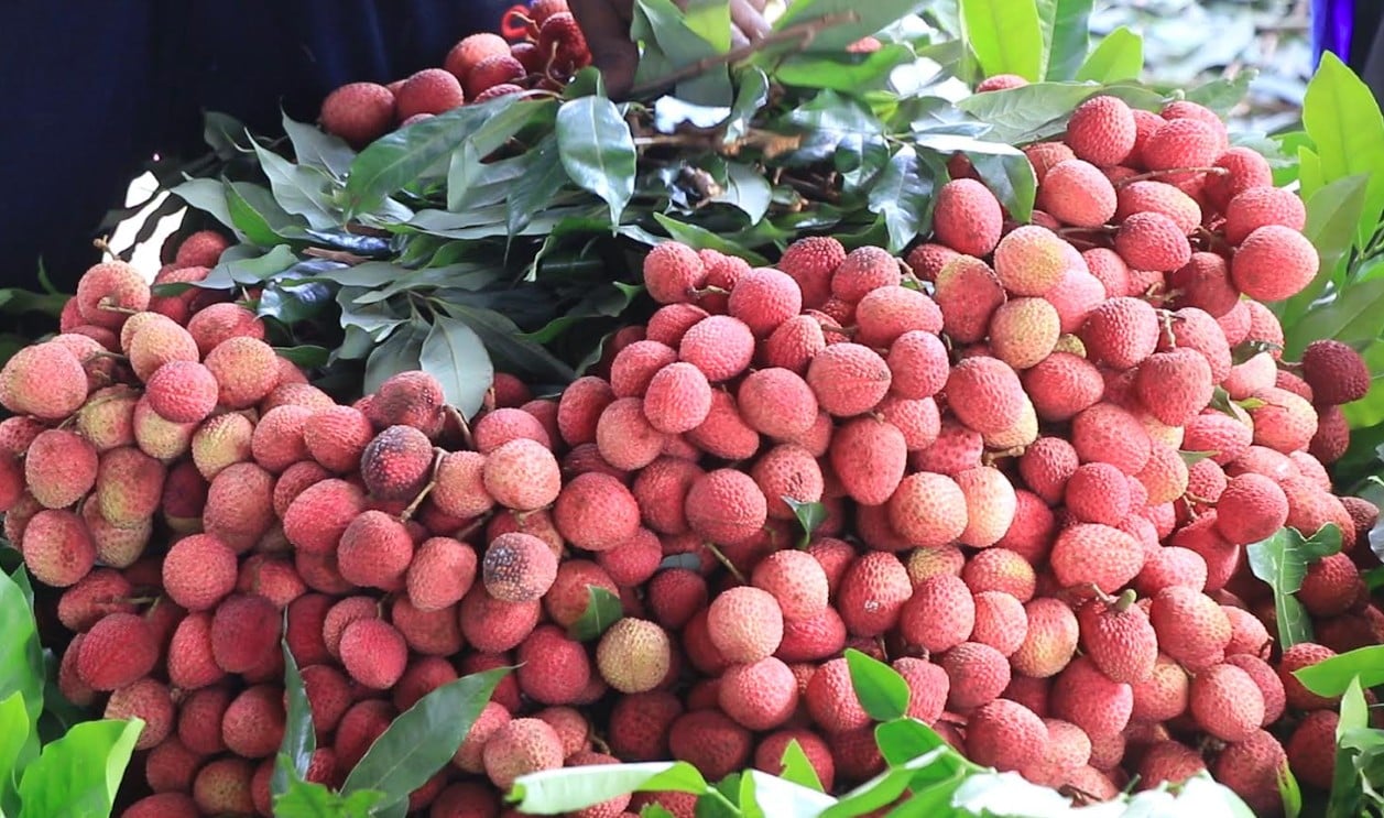 লিচু (1)