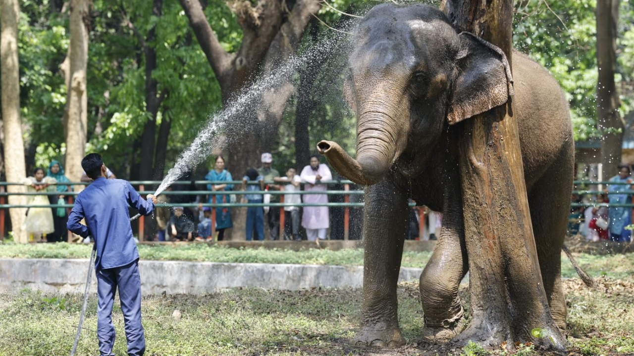 হাতিকে গোসল করিয়ে পরিচর্চা করছেন চিড়িয়াখানার কর্মীরা